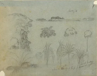 Étude avec cimes d