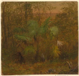Palmier chaume, Jamaïque