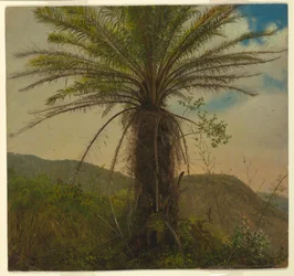 Fougère arborescente, Jamaïque, juillet 1865