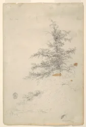 Arbre, ruisseau
