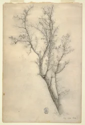 Arbre avec de nombreuses branches