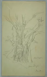 Arbre avec de nombreux troncs séparés près de Jorje, Équateur, juin 1857