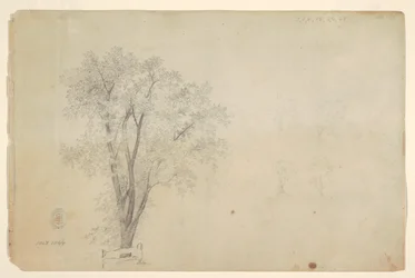 Arbres
