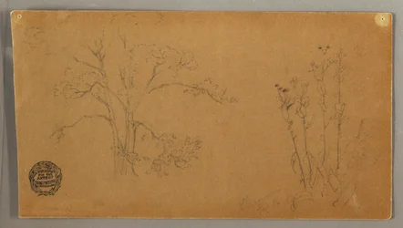 Arbres et plantes, Aunée