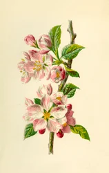 Pomme, 1877