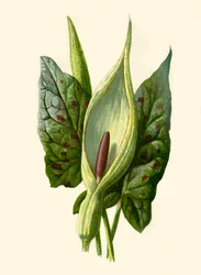 Arum ou Gouet, 1877