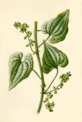 Bryone noire, 1877