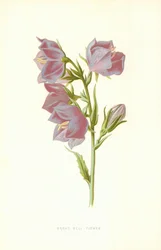 Grande campanule