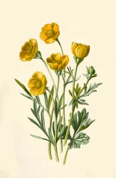 Renoncule bulbeuse, 1877