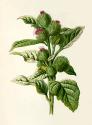 Bardane, 1877