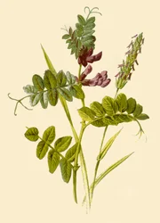Vesce des haies et flouve odorante