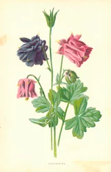 Colombine