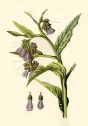 Consoude, 1877
