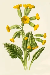 Coucou, 1877