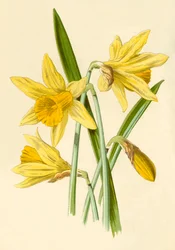 Narcisse, 1877