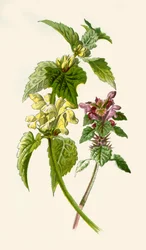 Lamier - Rouge & Blanc, 1877