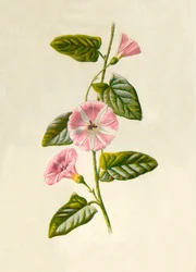 Liseron des champs, 1877
