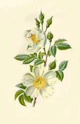 Églantier, 1877