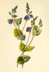 Véronique petit-chêne, 1877