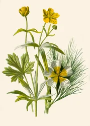 Renoncule aquatique, 1877