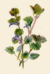 Lierre terrestre, 1877
