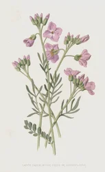 Cardamine des prés