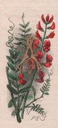 Lettre A, lettrine, gravure aquarelle, cm 10x5, par Frederick Edward Hulme (1841-1909) de The familiar Garden Flower, vers 1880