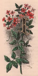 Lettre I, lettrine, gravure aquarelle, cm 10x5, par Frederick Edward Hulme (1841-1909) de The familiar Garden Flower, vers 1880