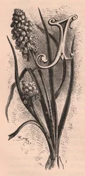 Lettre J, lettrine, gravure, par Frederick Edward Hulme, vers 1880