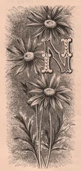 Lettre N, lettrine, gravure, par Frederick Edward Hulme, vers 1880