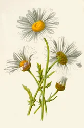 Marguerite, 1877