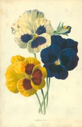Pensées