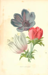 Anémone de pavot