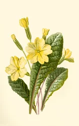 Primevère, 1877