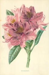 Rhododendron