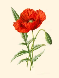 Pavot écarlate, 1877