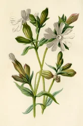 Compagnon blanc, 1877