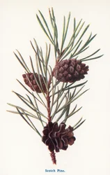 Fruits sauvages de la campagne : Pin sylvestre (lithographie couleur)