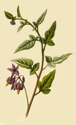 Morelle ligneuse, 1877