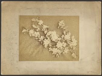 Fleur de pommier