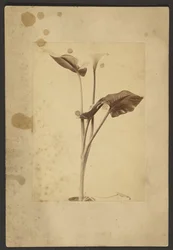 [Lys de Calla]