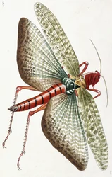 Criquet égyptien, 1790