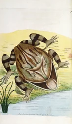 Grenouille cornue