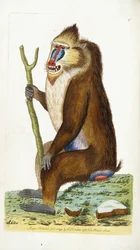 Babouin varié ou Mandrill Mandrillus sphinx