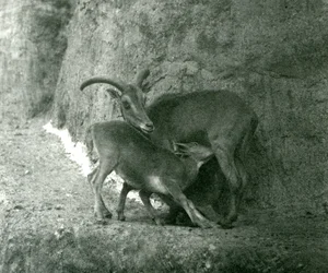 Un mouton de Barbarie nourrissant son agneau sur les terrasses Mappin, zoo de Londres, août 1927