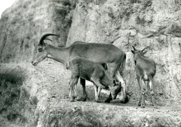 Un mouton de Barbarie avec ses deux jeunes sur les Terrasses Mappin, Zoo de Londres, août 1927 (photo n/b)