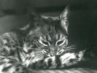 Un lynx-bobcat se toilettant