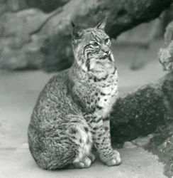 Un lynx roux au zoo de Londres