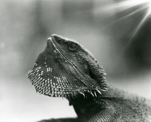 Un lézard barbu regardant vers le haut au zoo de Londres en 1930