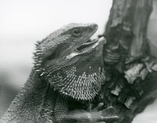 Un lézard barbu avec la bouche ouverte, accroché à une branche, Zoo de Londres